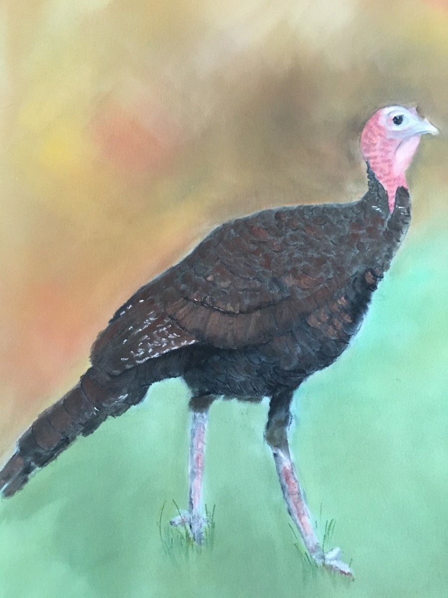 turkey by barbara gulotta 