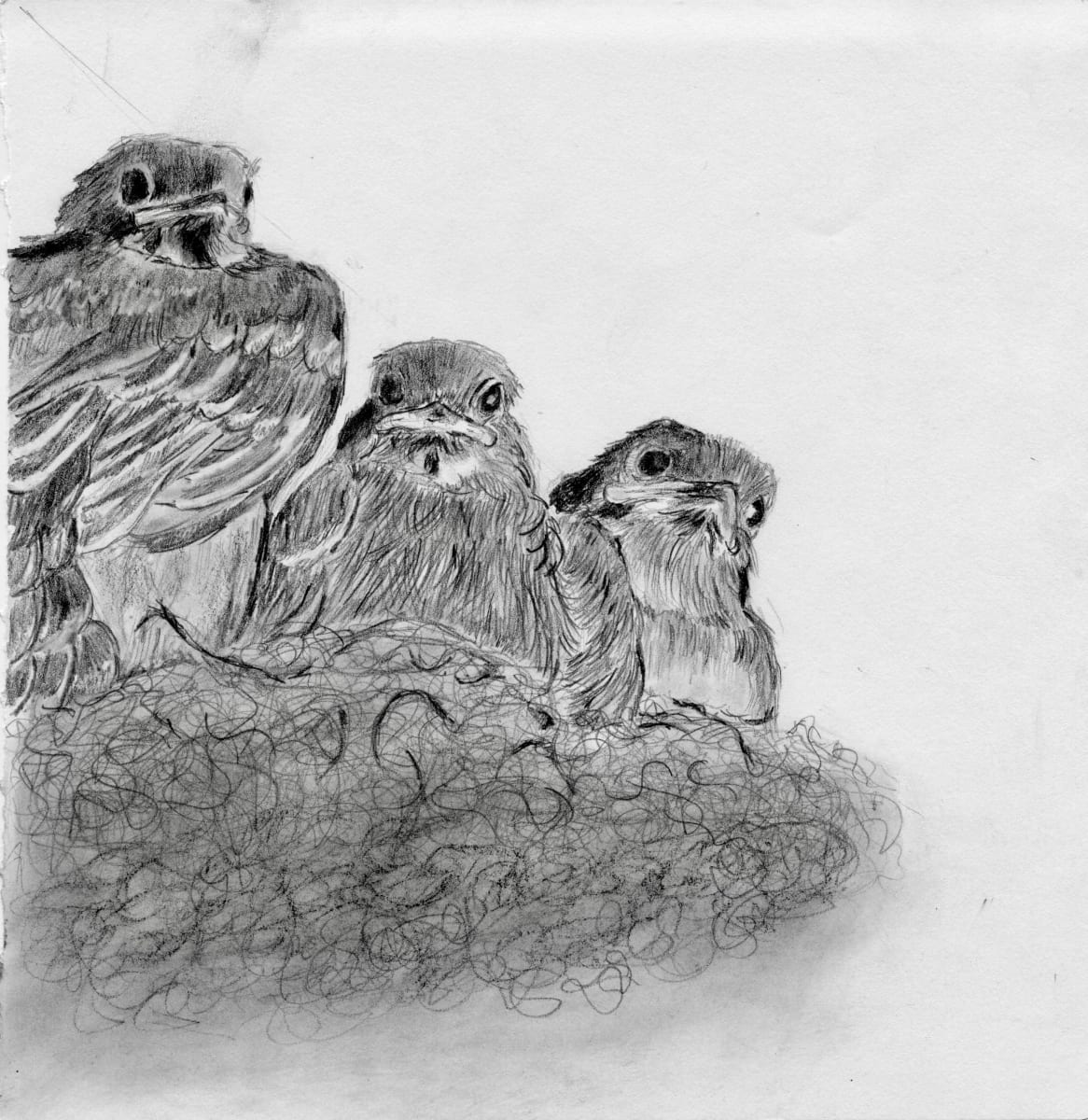 baby birds by barbara gulotta  Image: scanned image
