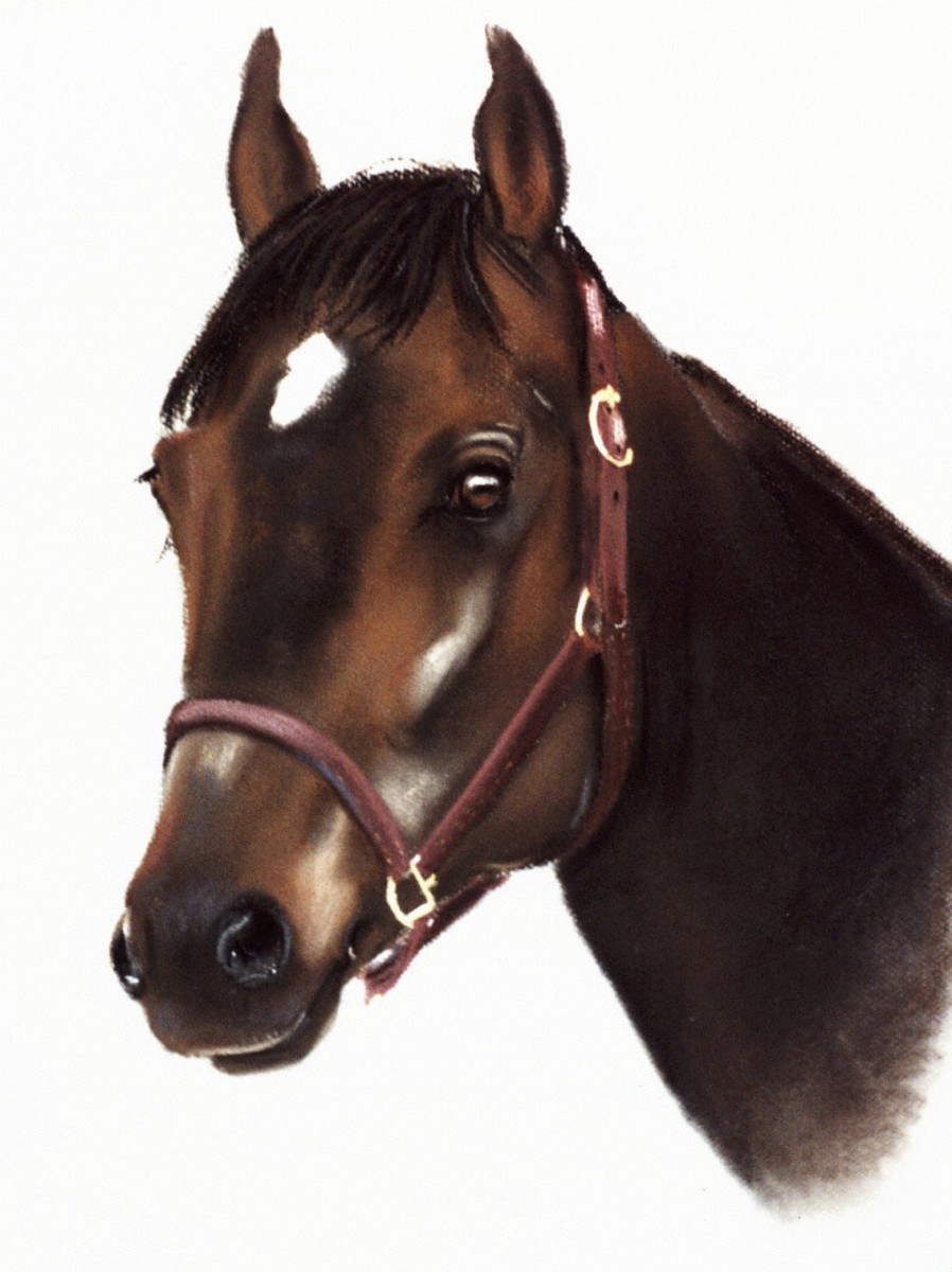 Portrait of a Horse (study) by barbara gulotta  Image: private collection