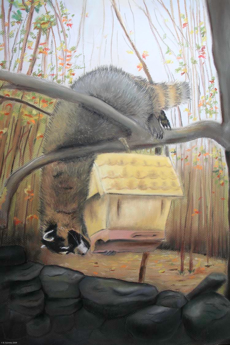 Bandit by barbara gulotta 