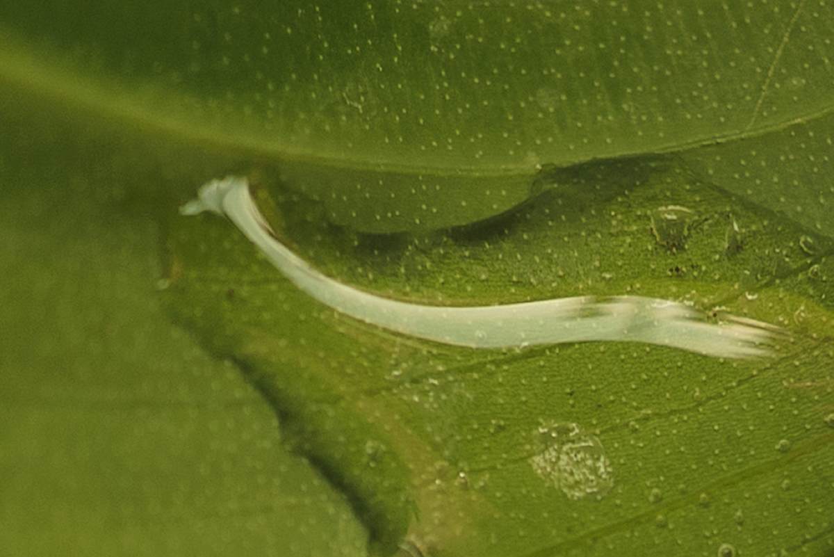 Donde empieza el asombro by Marisol Cid González 