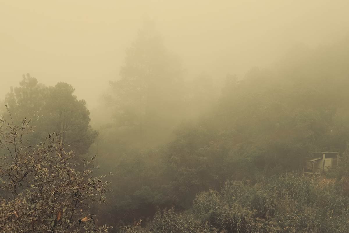 Bosque de niebla by Marisol Cid González 