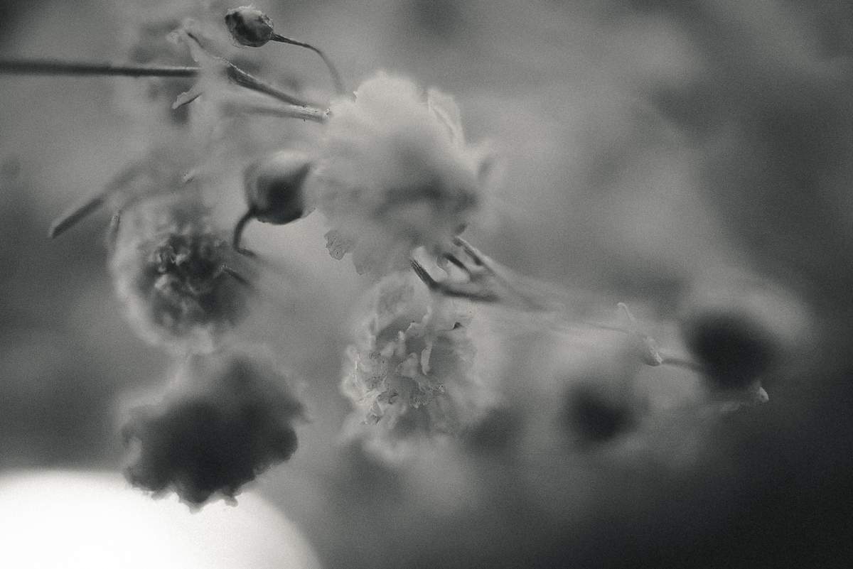 Memoria vegetal by Marisol Cid González 