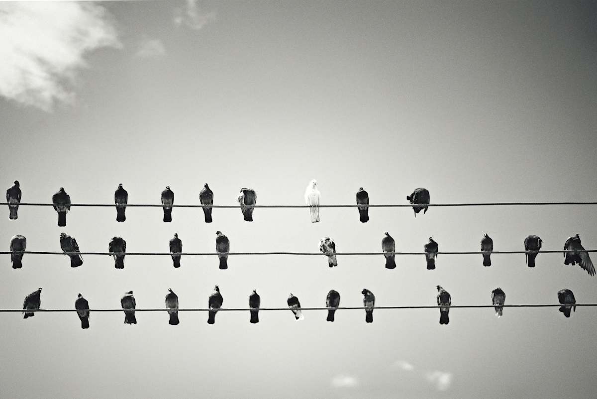 Pentagramas en libertad by Marisol Cid González 