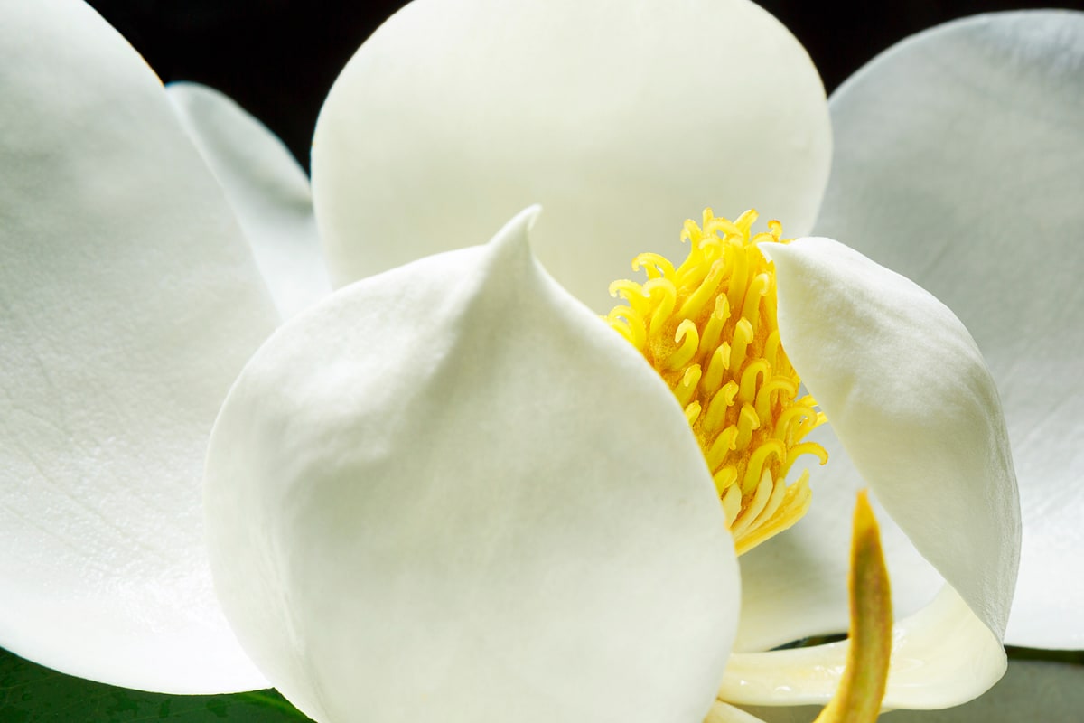 Southern Magnolia 
