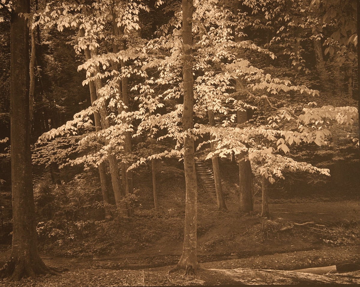 #113 Beech Tree, Ash Cave by Frank Hunter 