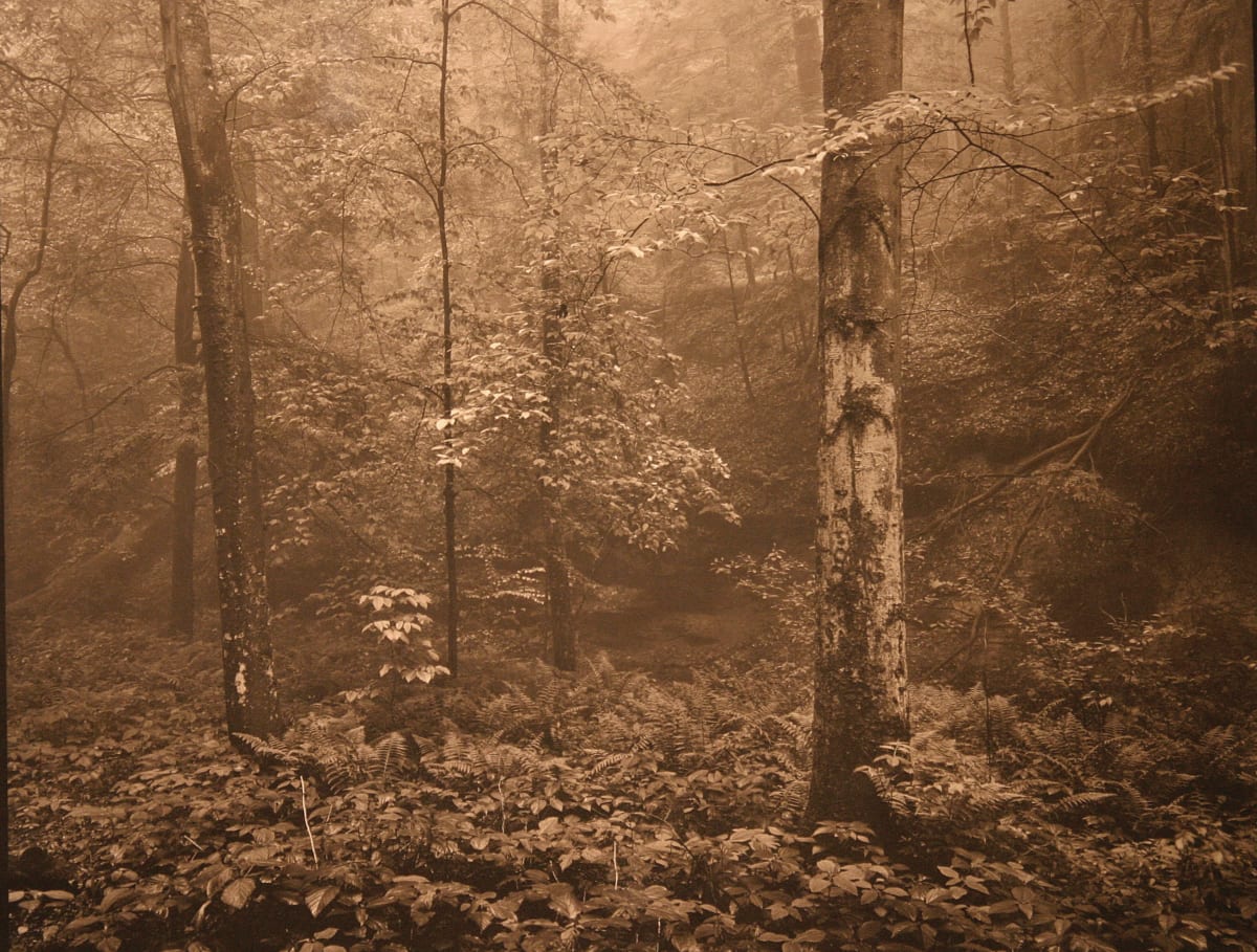 #276 Beech Trees, Cedar Falls by Frank Hunter 