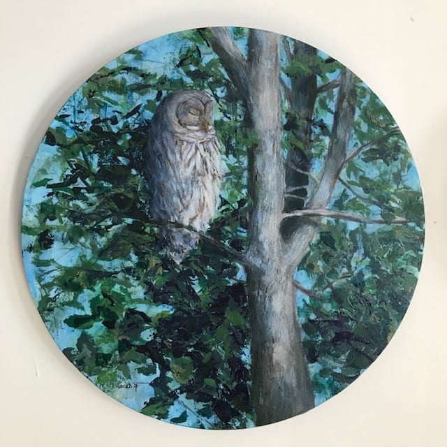 Barred Owl, Image 1.