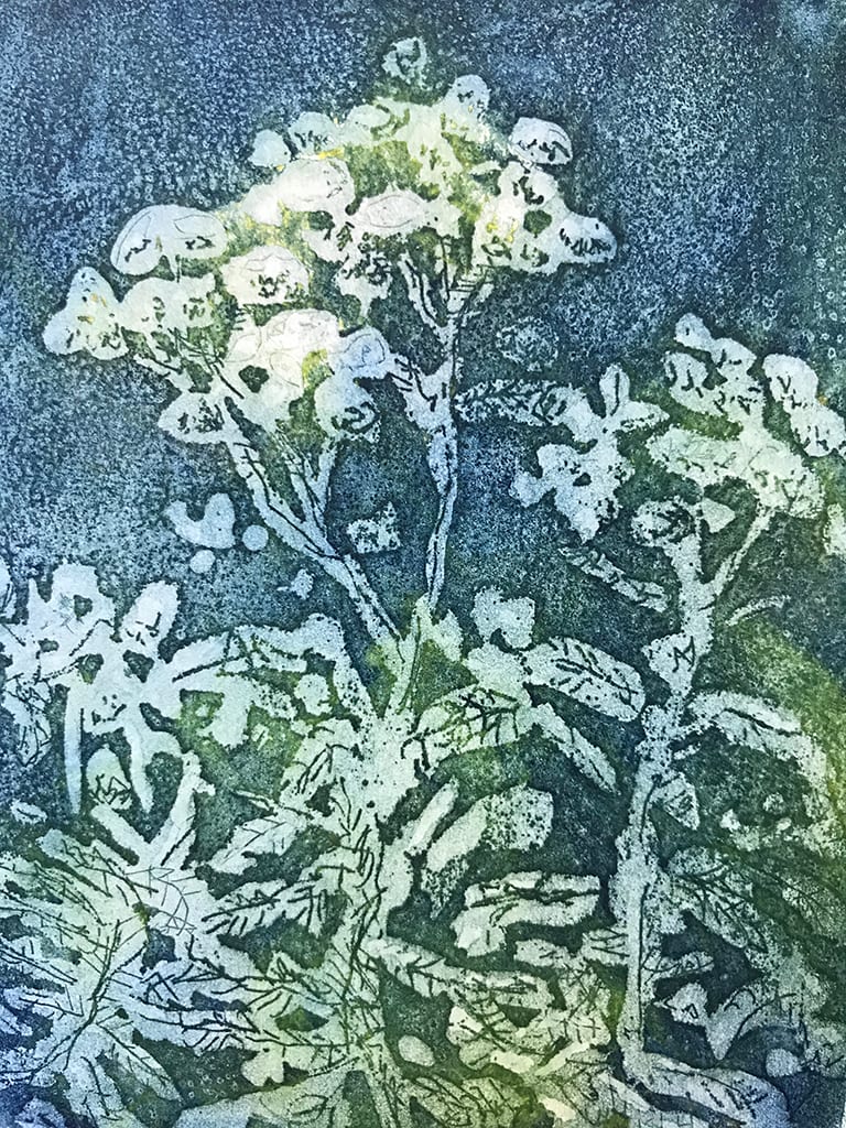 Tansy by Sarah Robinson  Image: Aluminium Etching, plate size 5 x 4"