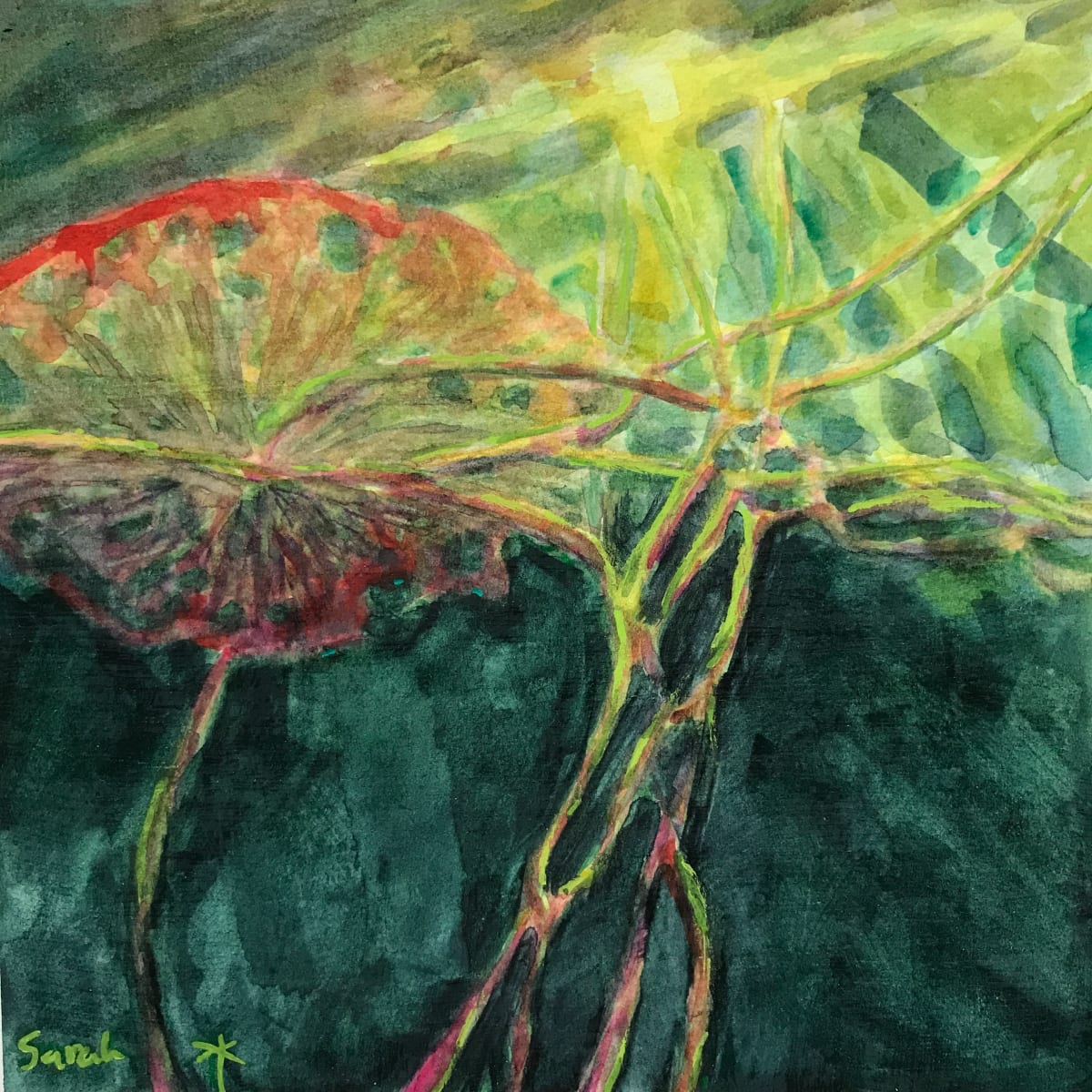 Waterlily from Below by Sarah Robinson 