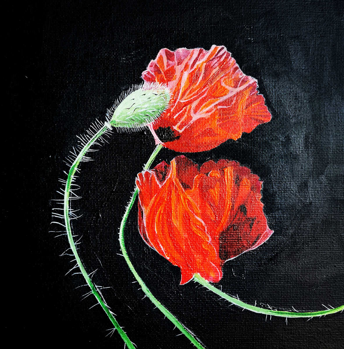 Poppies by Lois Dubber 
