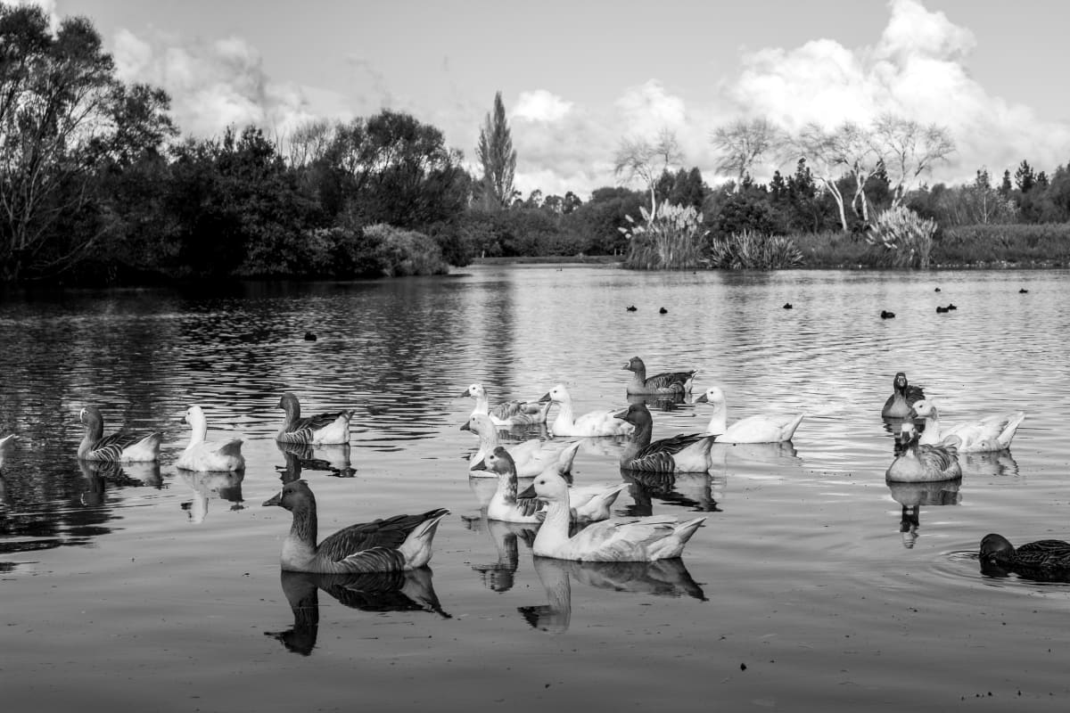 Henley Lake  Image: Limited Edition of 25