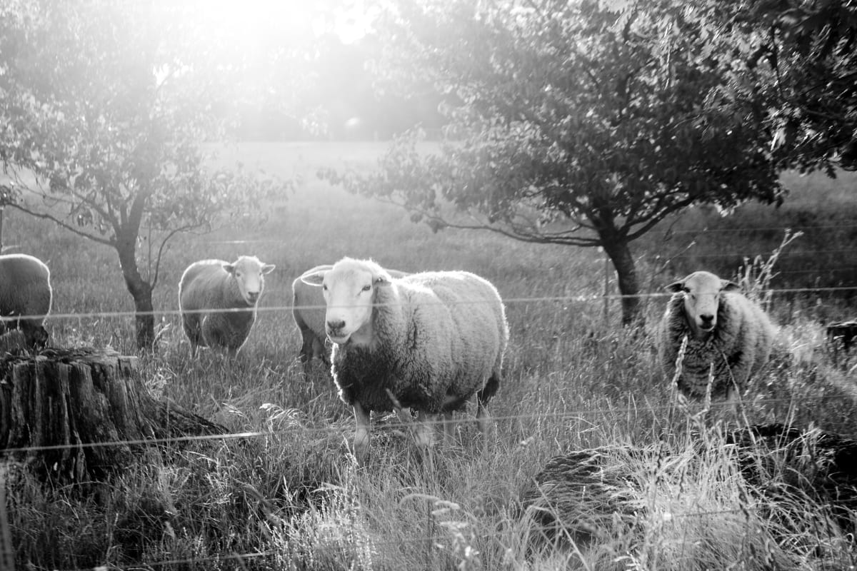 Sheep Waiting  Image: Limited Edition of 21