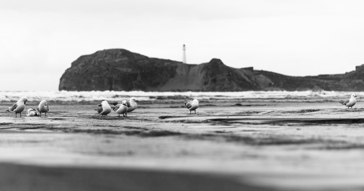 Seagulls in The Rain  Image: Limited Edition of 21