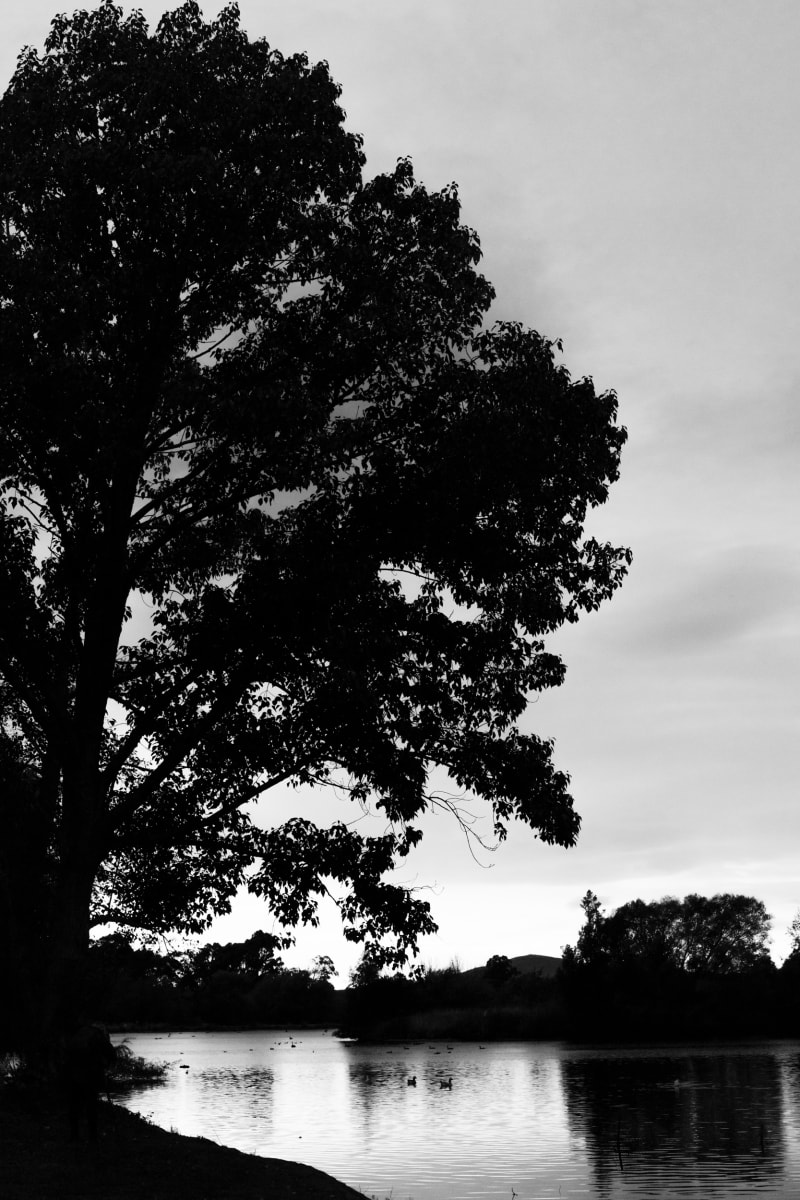 Tree Silhouette  Image: Limited Edition of 21