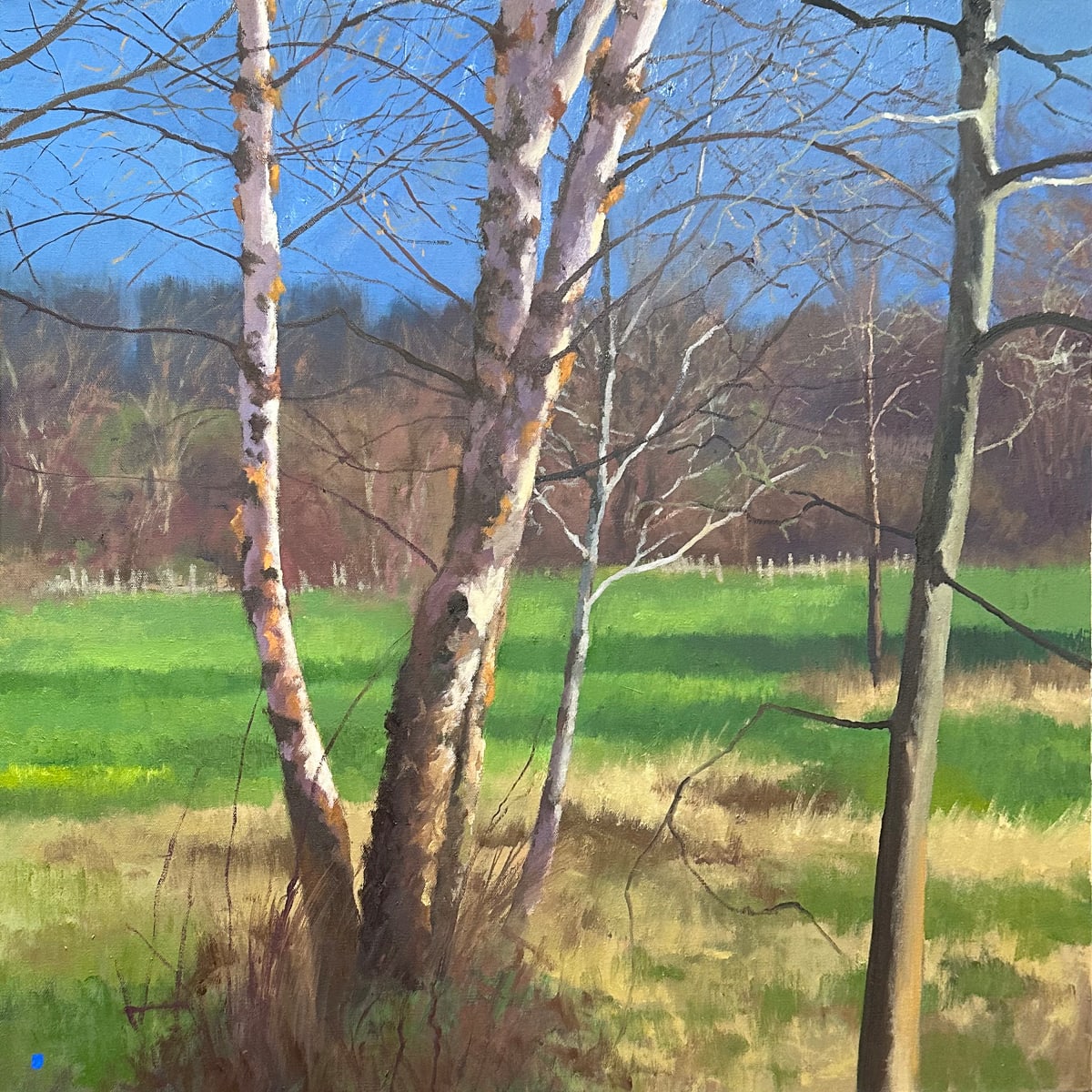 Illuminated Birch Trees by Gregory Blue 