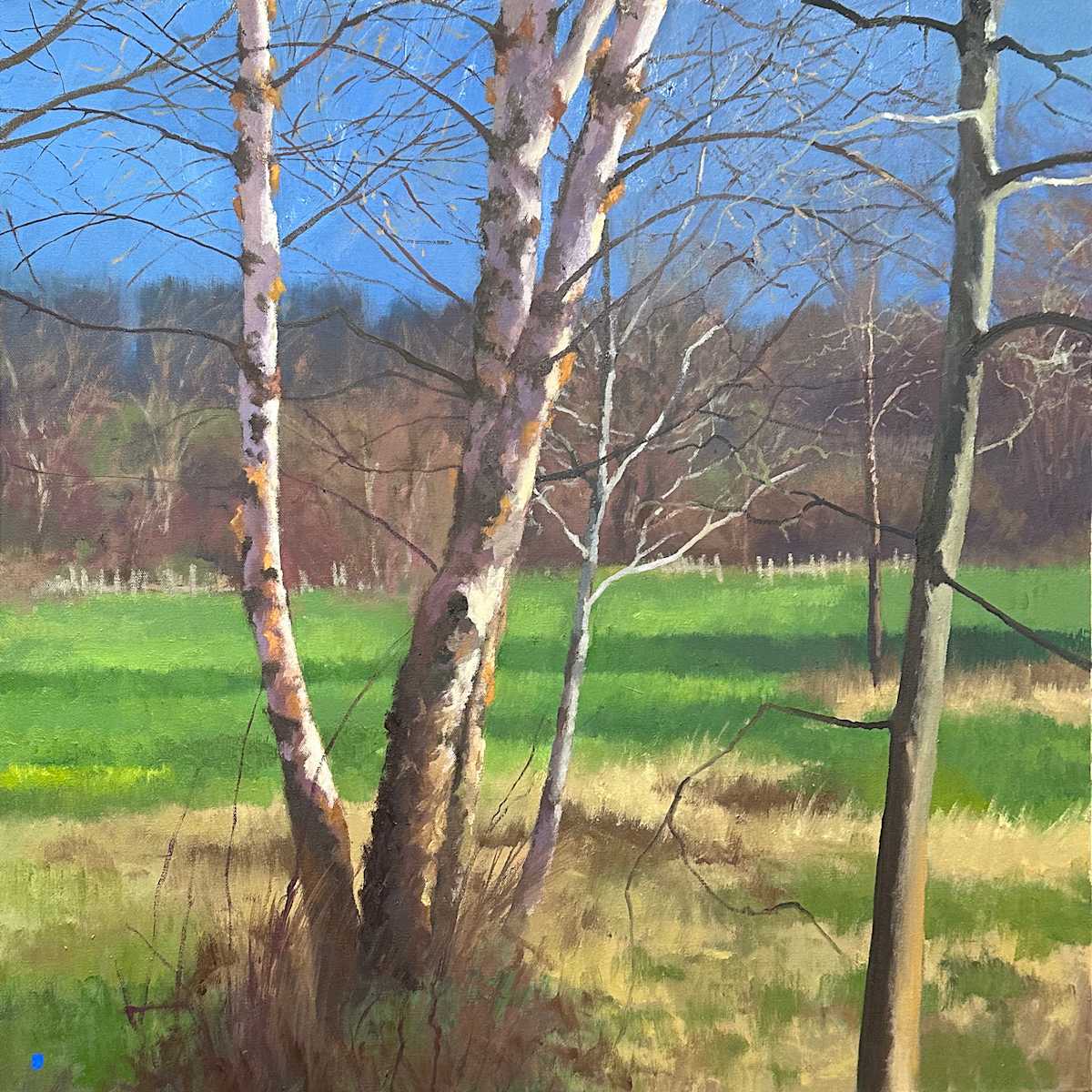 Illuminated Birch Trees by Gregory Blue, Image 1.