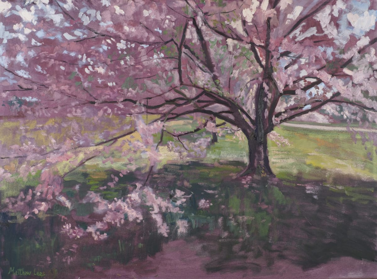 Cherry Trees in Bloom by Matthew Lee 