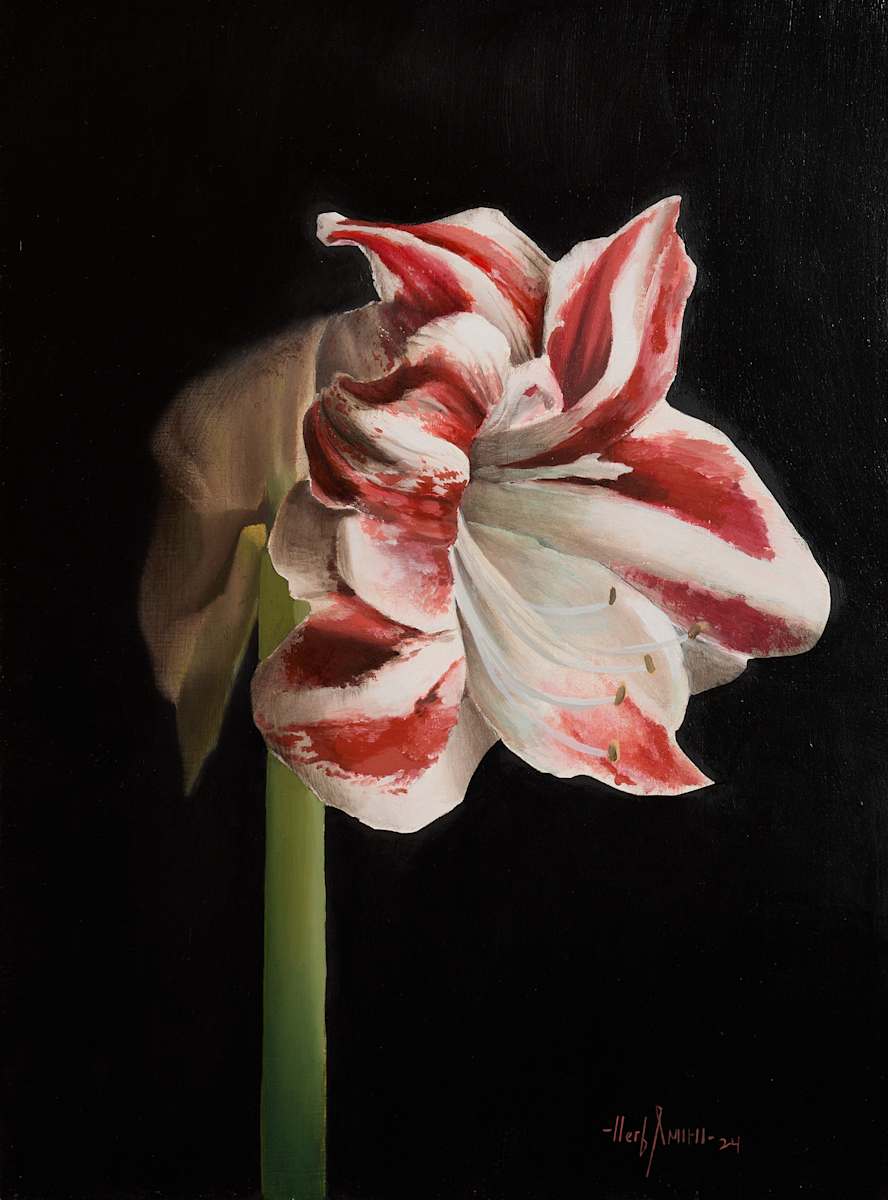 Amaryllis by Herb Smith, Image 1.