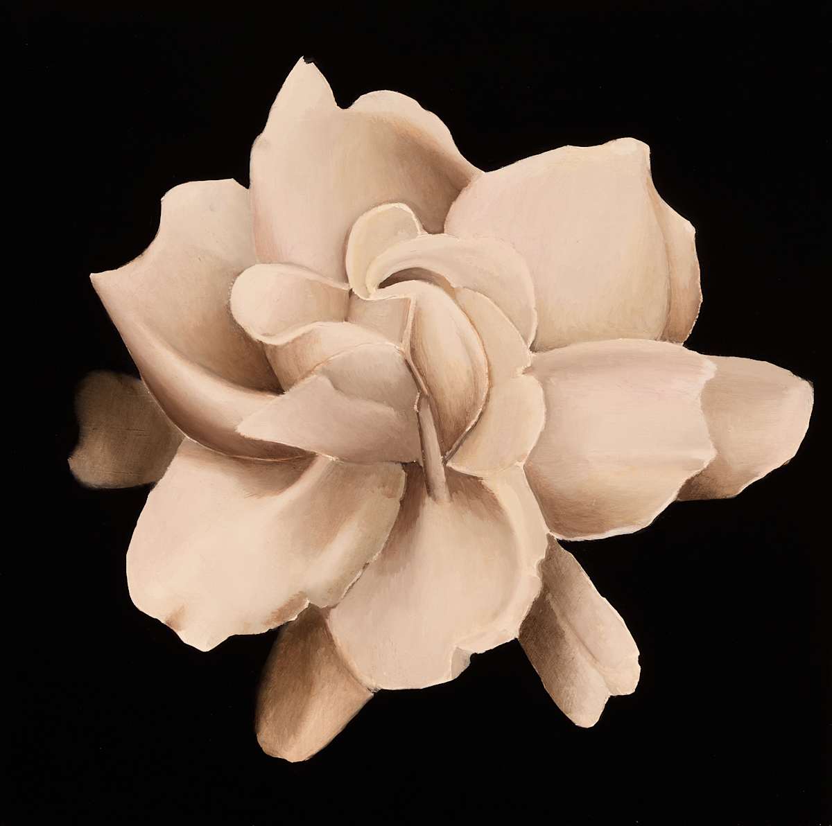Gardenia by Herb Smith, Image 1.