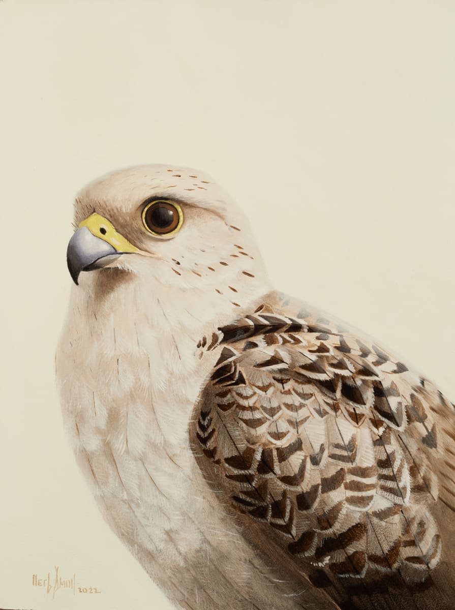 Gyrfalcon 
