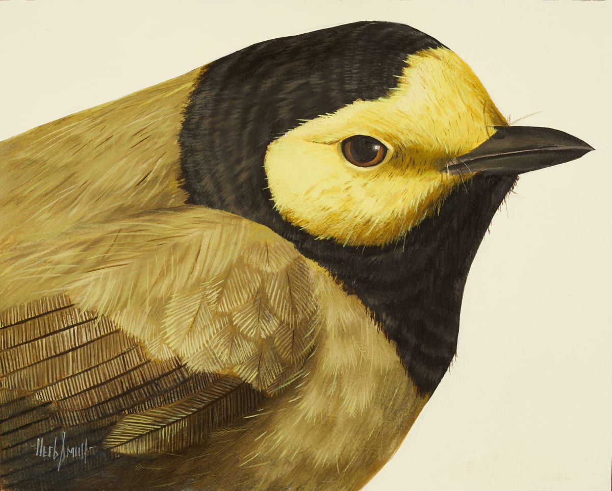 Hooded warbler by Herb Smith 