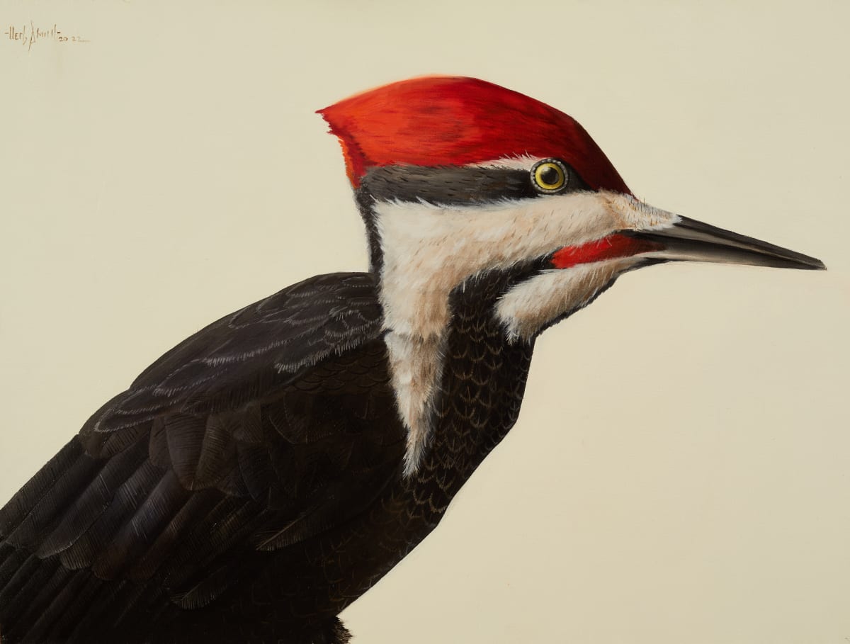 pileated woodpecker by Herb Smith 