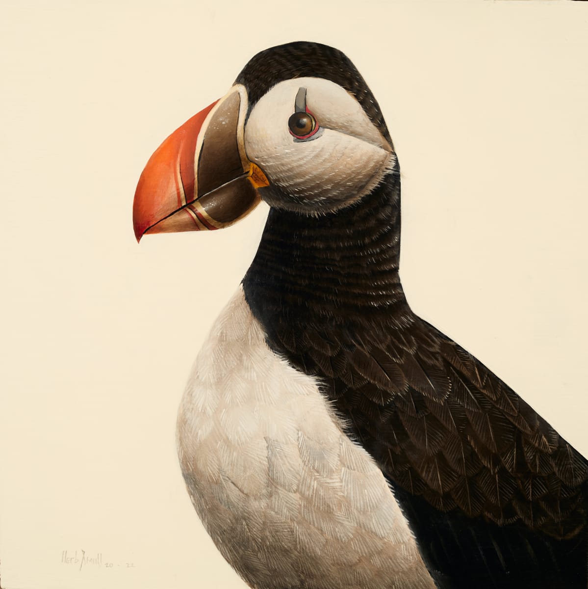 Puffin 