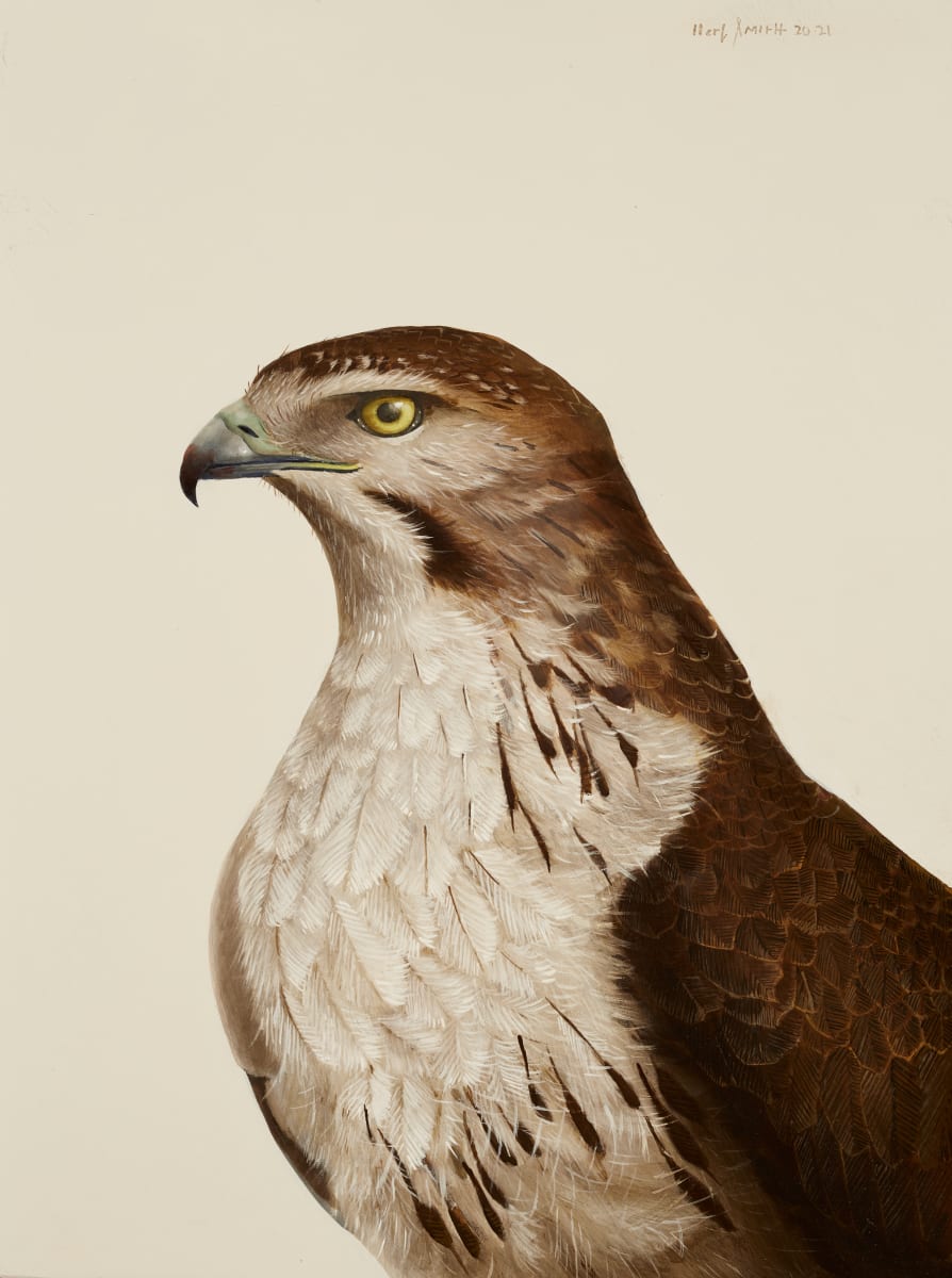 red tail hawk by Herb Smith 