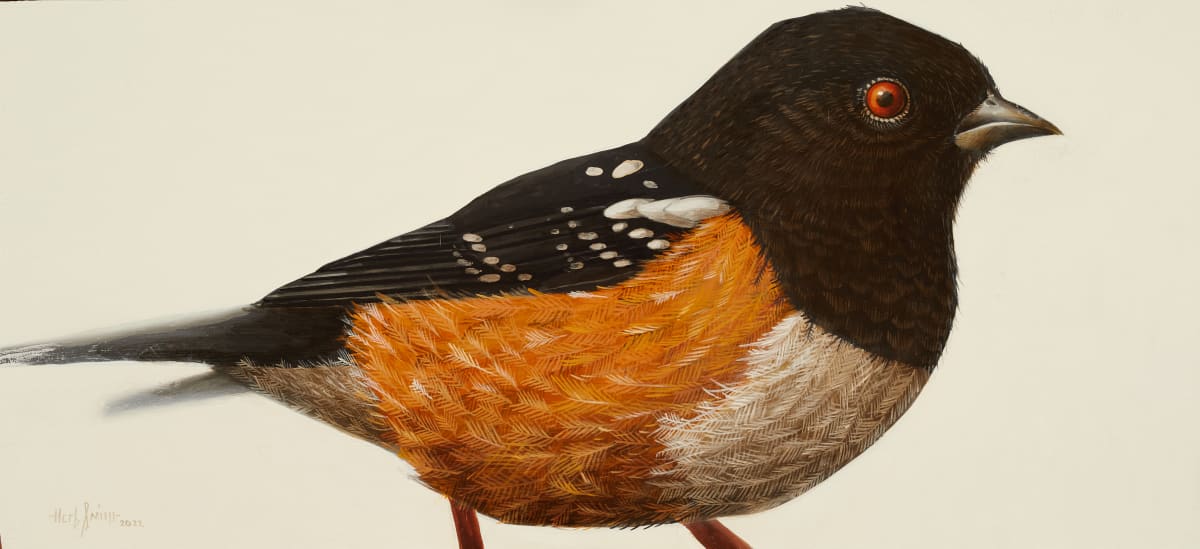 spotted towhee 