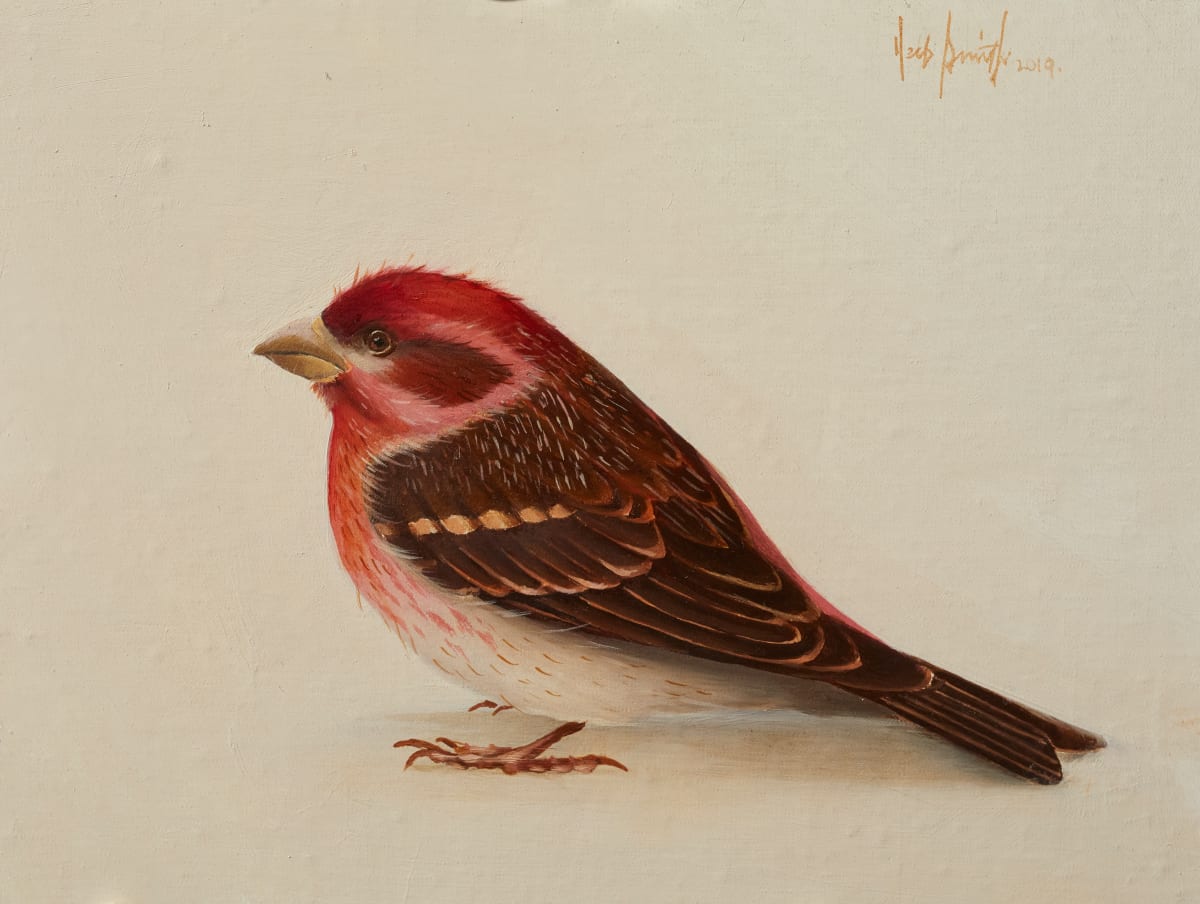 purple finch 