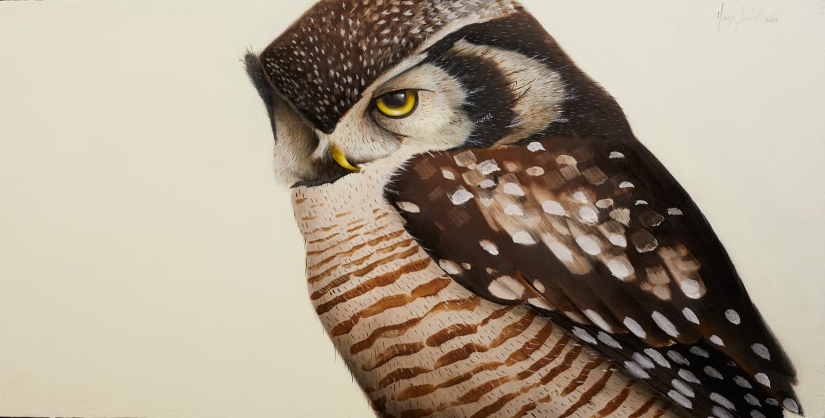 northern  hawk owl 