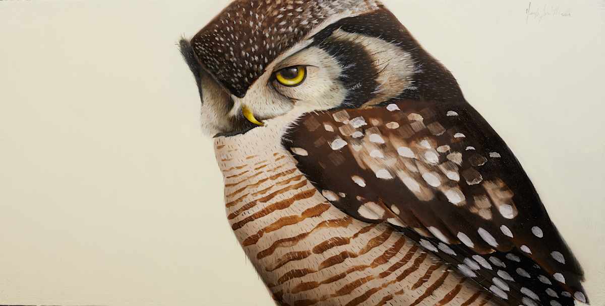 northern  hawk owl, Image 1.