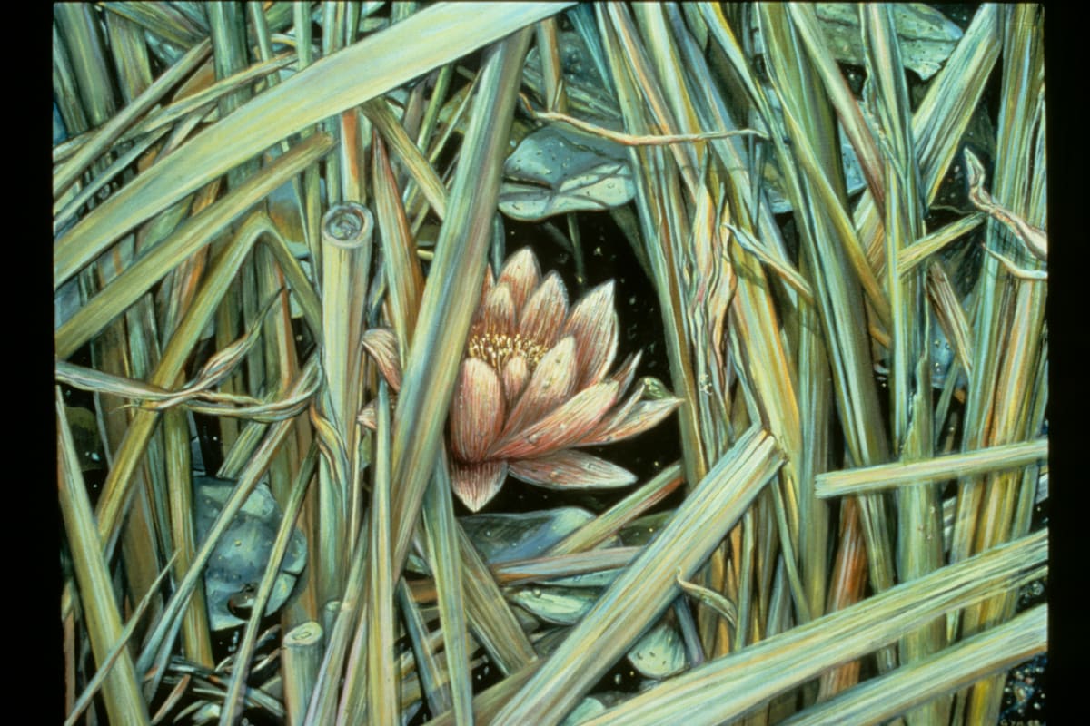 Dorland Pond #18, “Shy Lily" by Gilah Yelin Hirsch 