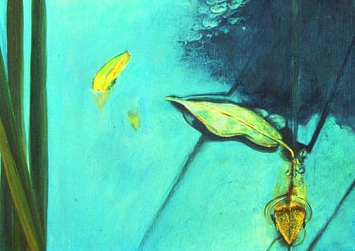 Dorland Pond #37, Intimate Surface by Gilah Yelin Hirsch 