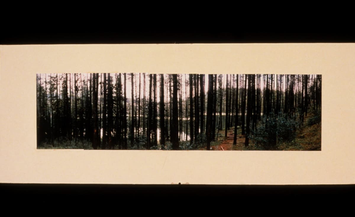 Jasper Forest by Gilah Yelin Hirsch 