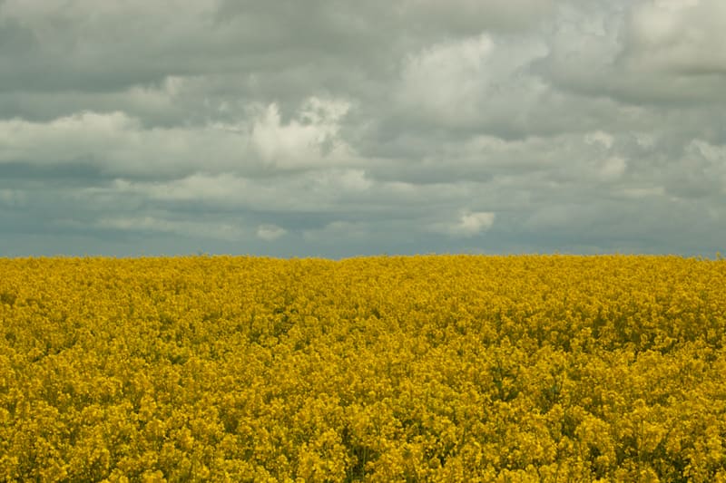 France Field, Image 1.