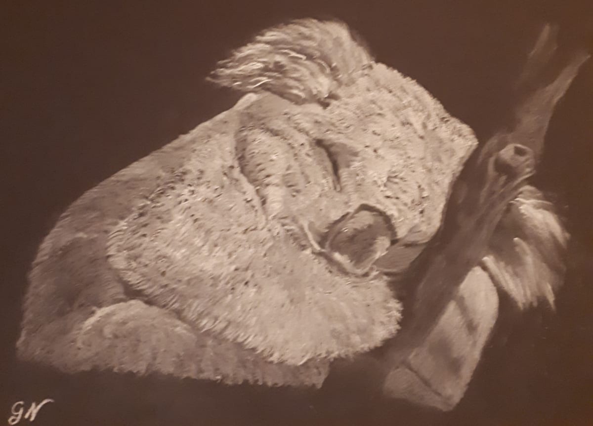 Koala at rest 