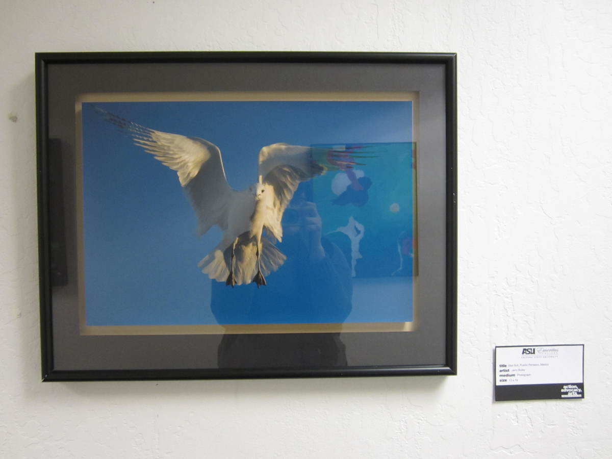 Sea Gull, Puerto Penasco Mexico by Jerry Buley 