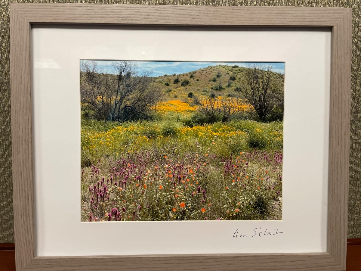 Field of Flowers by Anne L. Schneider  Image: Field of Flowers