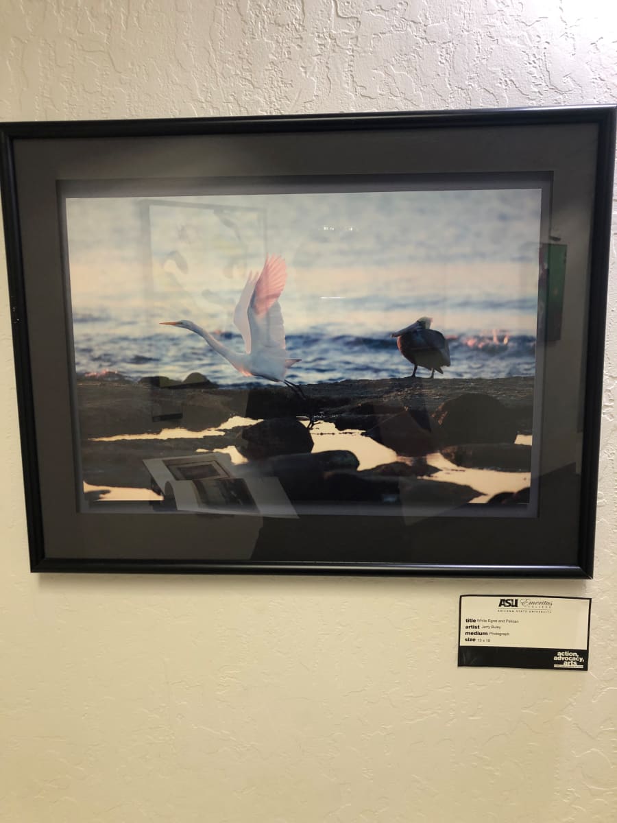 White Egret and Pelican by Jerry Buley 