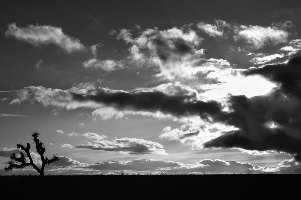 The Mojave Desert by Mark Peacock  Image: Photograph