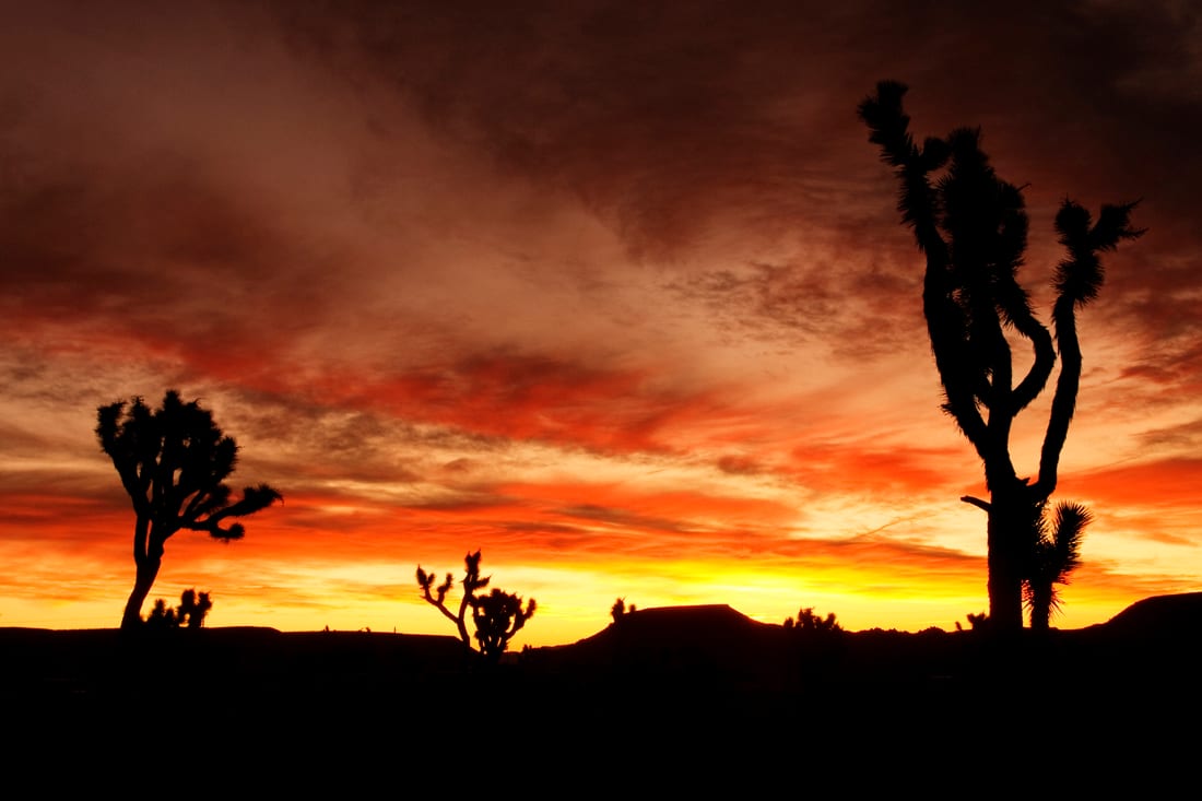 Mojave Desert Sunrise by Mark Peacock  Image: Photograph