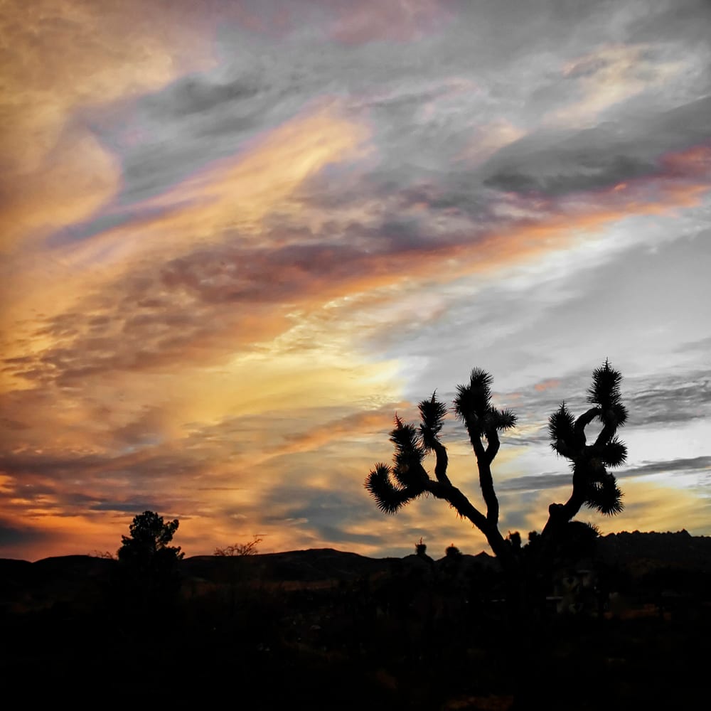 Joshua Tree at Sunset by Mark Peacock  Image: Photograph