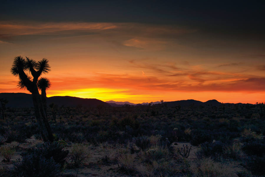 Joshua Tree National Park by Mark Peacock  Image: Photograph