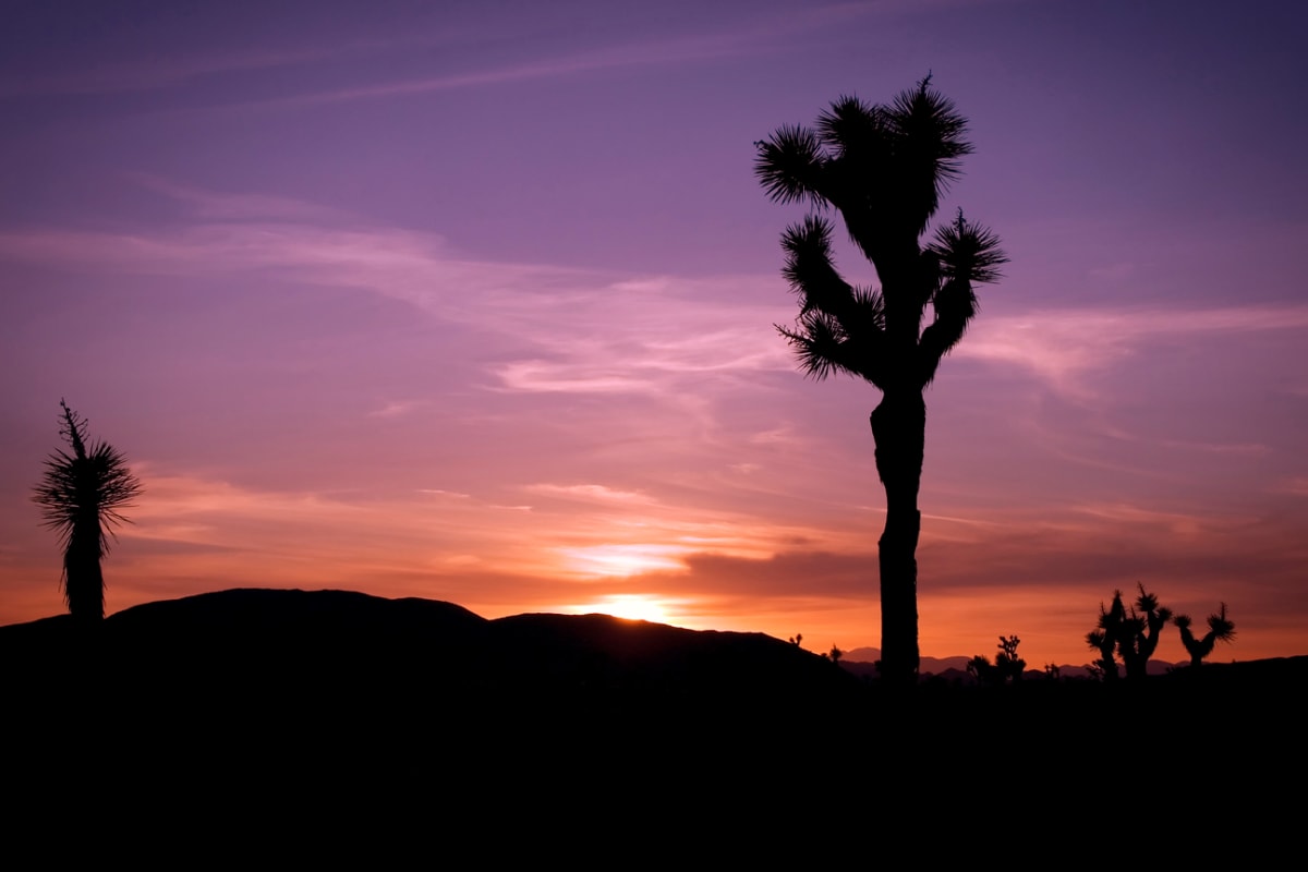 Joshua Tree Sunset by Mark Peacock 