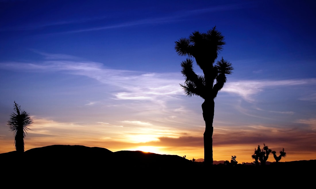 Joshua Tree Sunset by Mark Peacock  Image: Photograph