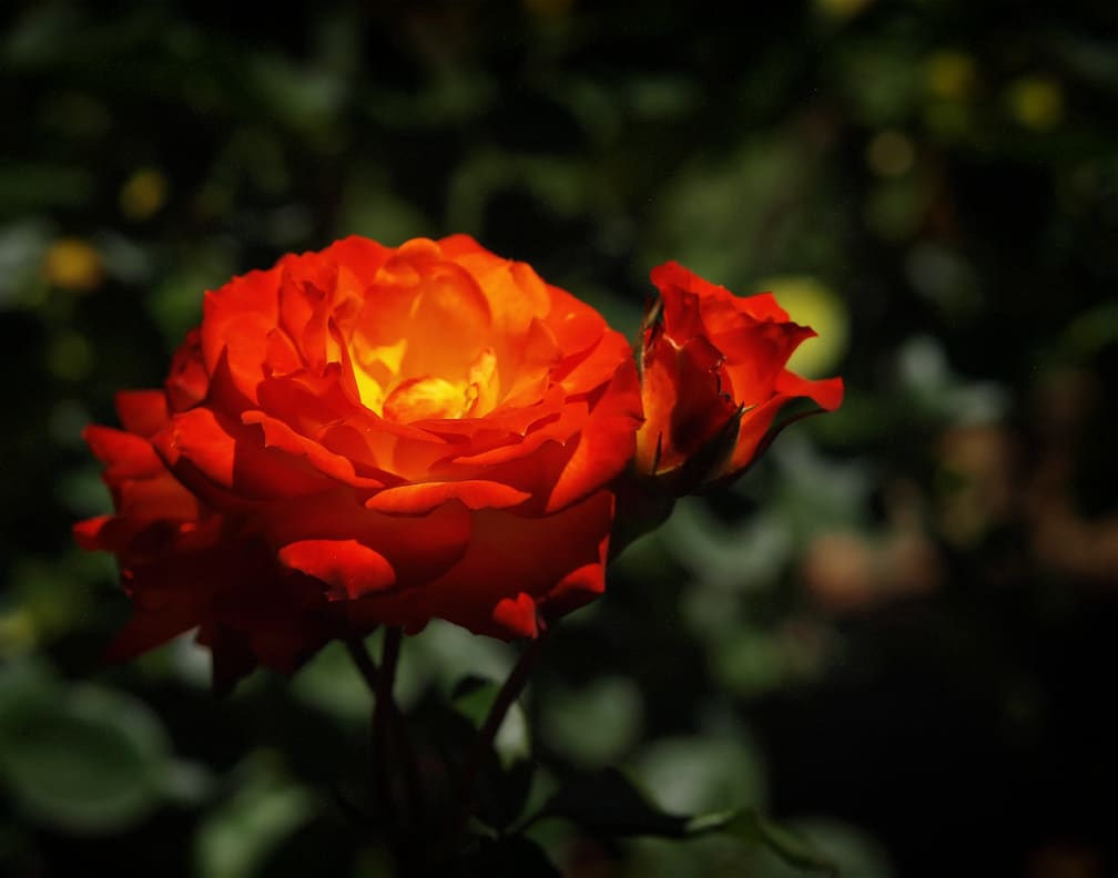 Roses by Mark Peacock  Image: Photograph