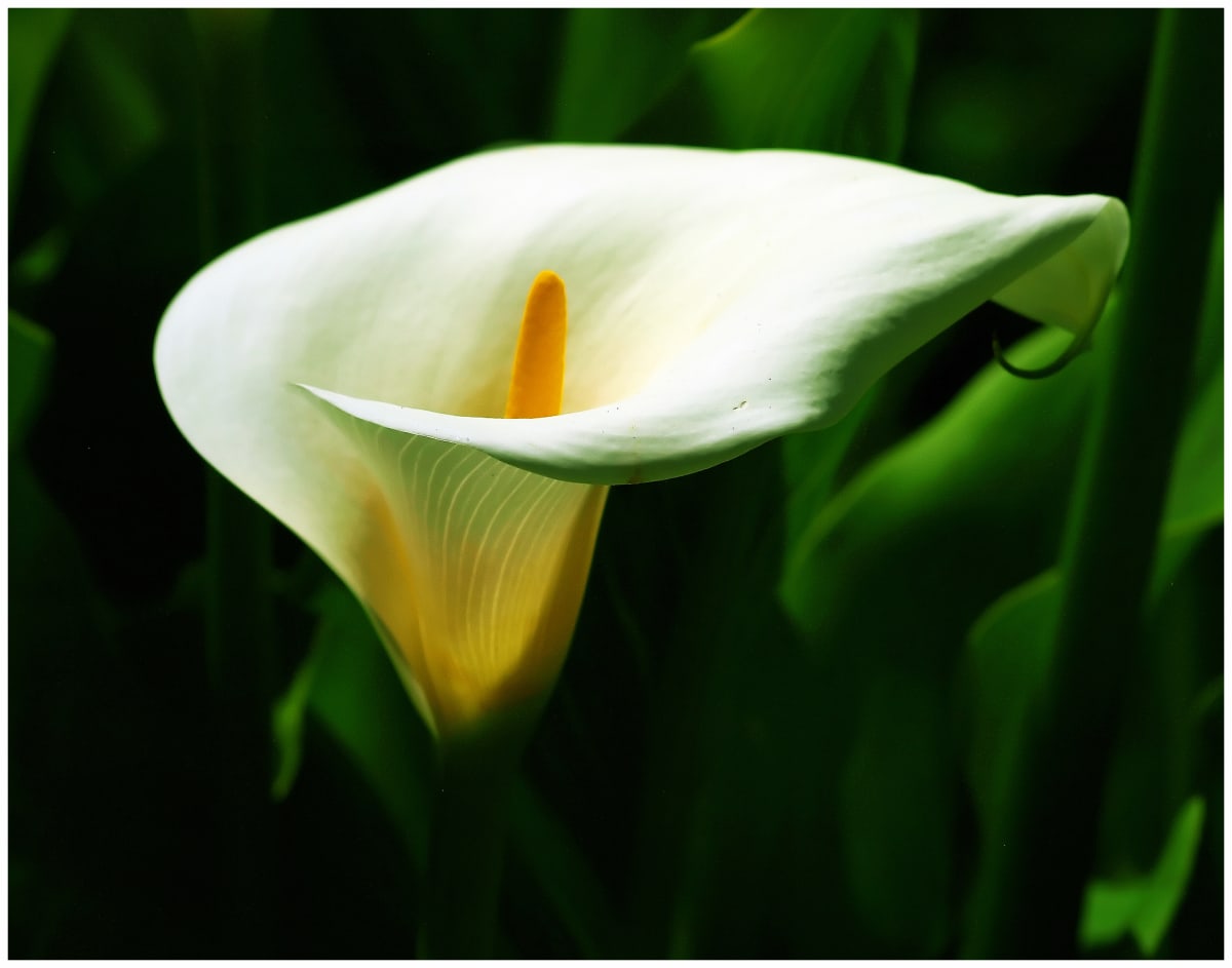 Calla Lilly 