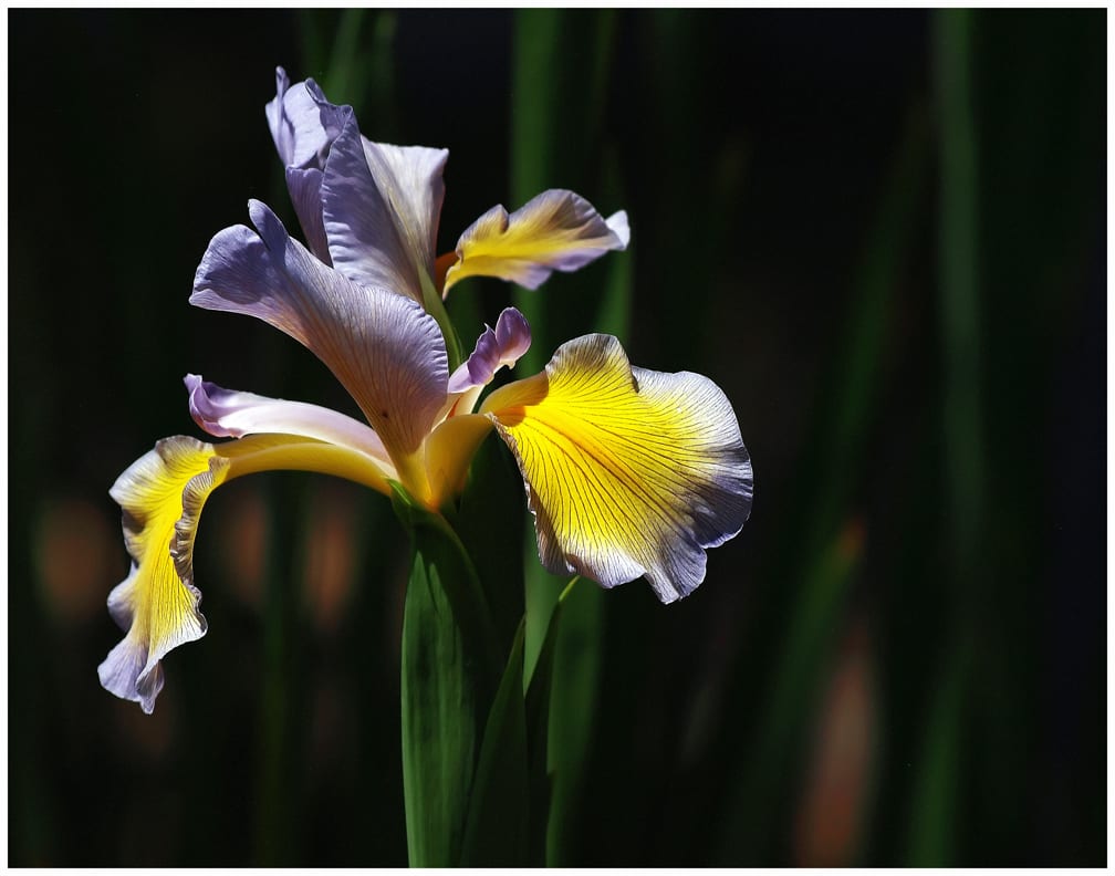 The Iris by Mark Peacock  Image: Photograph